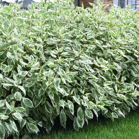 Dereń biały Elegantissima (C2)