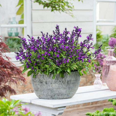 Szałwia greggii Mirage Violet (C2)