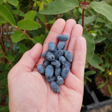 Jagoda kamczacka Czulimskaja późna