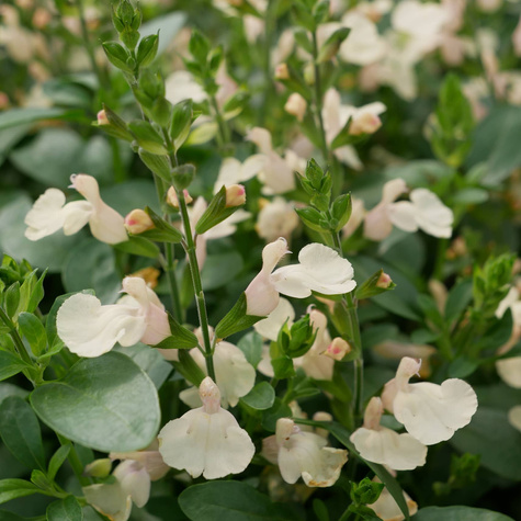 Szałwia greggii Mirage Cream (C2)