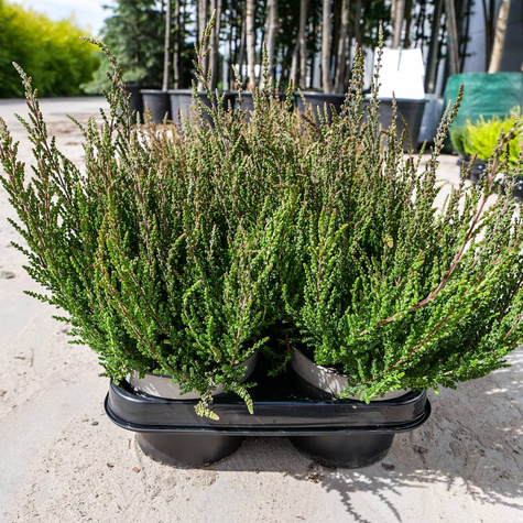 6 x Wrzos pospolity fioletowe kwiaty zielone liście sadzonka