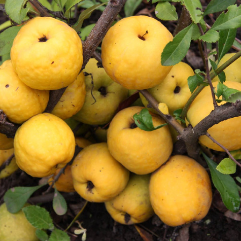 Pigwowiec pośredni Salmon Horizon (P9)