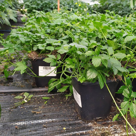 Jiaogulan Ziele długowieczności Pięciolistny Żeńszeń