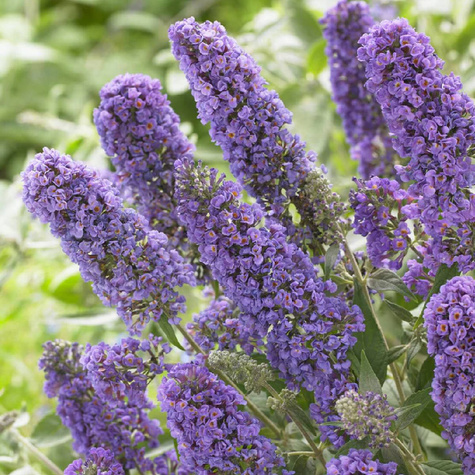 Budleja Dawida Summer Bird Sky Blue karłowa na balkon (C2)