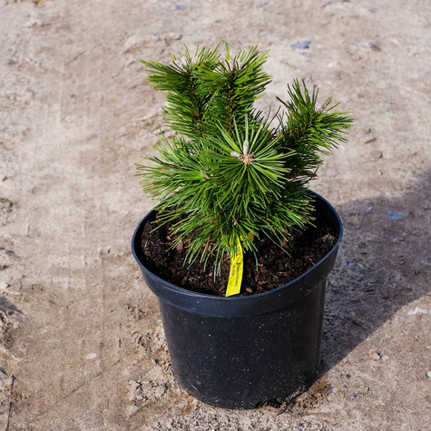 Sosna kosodrzewina Benjamin szczepiona NP