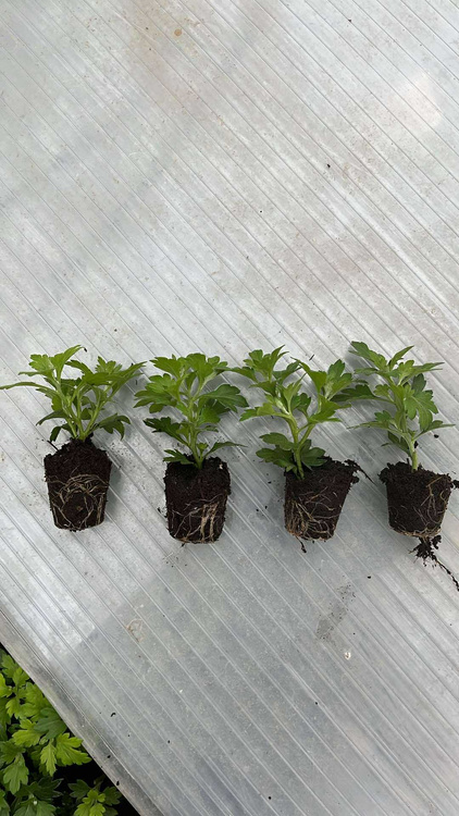 Chryzantema Lumia Blanc biała MULTIPLAT sadzonki