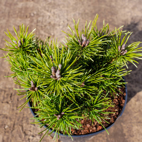 Sosna górska kosodrzewina Litomyśl szczepiona NP