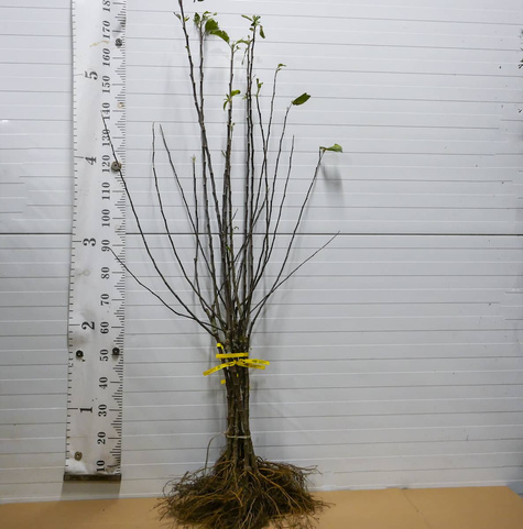 Duo Jabłoń Golden Delicious+Szara Reneta Plant Pack