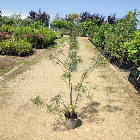 Kruszyna pospolita Aspeleniifolia (C2)