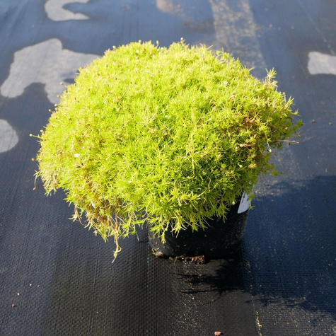 Karmnik ościsty Lime (C2)