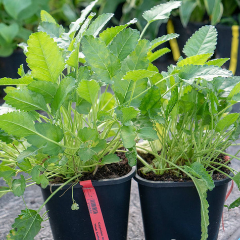 Czyściec lekarski Pink Cotton Candy (C2)