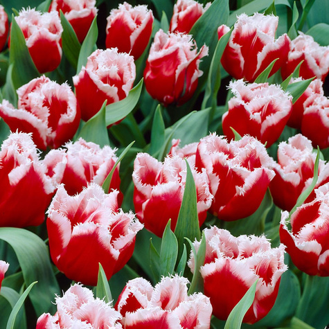 Tulipan Strzępiasty Canasta