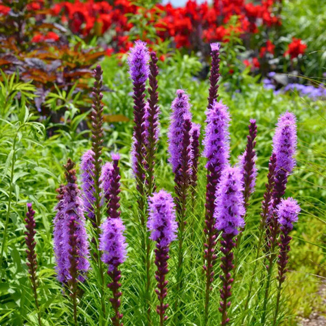 Liatra kłosowa Floristan Violet (C2)