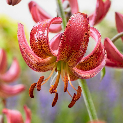 Lilia Martagon Manitoba Morning