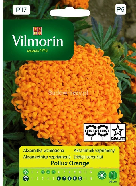 Aksamitka wyniosła, wzniesiona Pollux Orange 0,2g