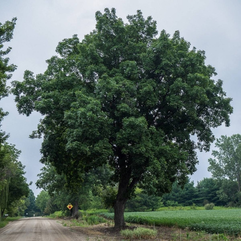 Orzesznik pięciolistkowy (C2)