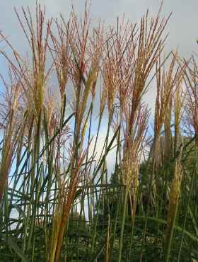 Miscanthus sinensis Miskant chiński 'Kupferberg'