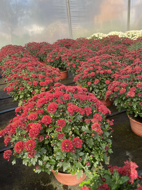 Chryzantema drobnokwiatowa czerwona (C2) DUŻA ROŚLINA