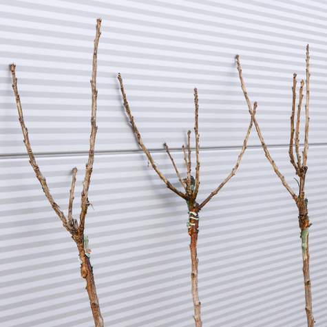 Porzeczka czerwona Rovada na pniu Plant Pack