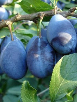 Śliwa Węgierka Wangenheima Plant Pack