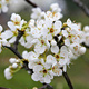Śliwa Bluefree Plant Pack