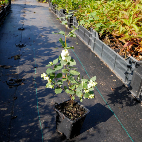 Śnieguliczka biała (P9)