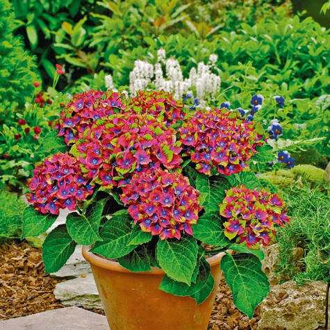 Hortensja ogrodowa  'Schloss Wackerbarth'