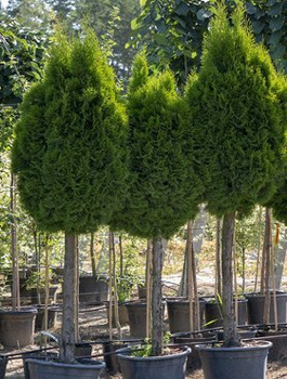 Tuja Thuja Smaragd Stożek