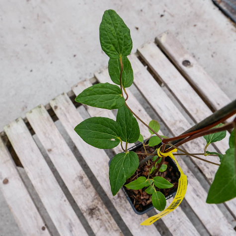 Powojnik Clematis wielkokwiatowy Ville de Lyon
