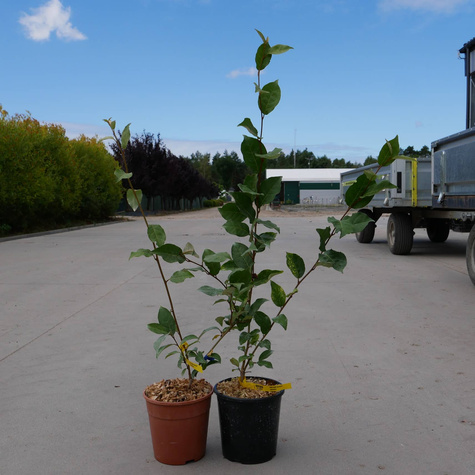 Oliwnik wielokwiatowy Sweet Scarlet