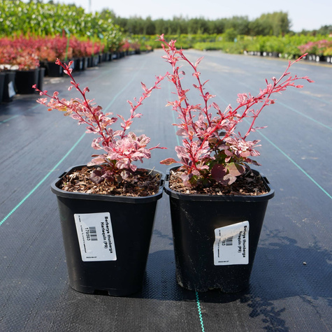 Berberys thunberga Harlequin (C1.7)