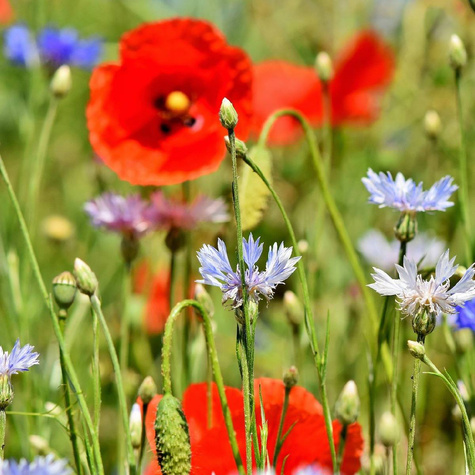 Łąka kwietna Mieszanka Letnie Szalenstwo 2g jednoroczne