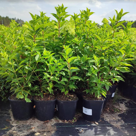 Mini Hortensja bukietowa Gardenlights Redlight obficie kwitnąca (C2)