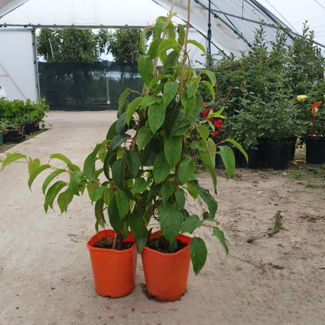 MINI KIWI Aktinidia ostrolistna Weiki męska