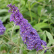 Budleja Davida Nanho Blue (P9)