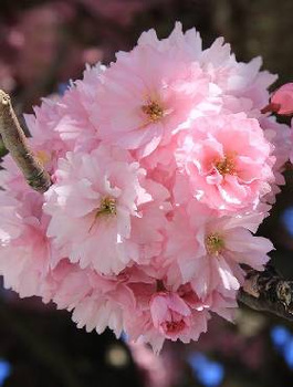 Wiśnia Piłkowana Royal Burgundy na pniu (C5)