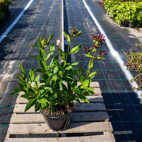 Płomyk wiechowaty Floks Purple Kiss (C2)