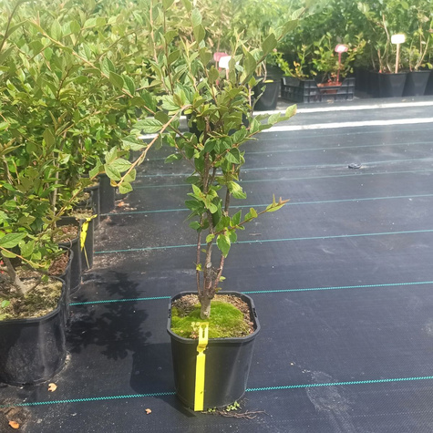 Irga pomarszczona (C2)