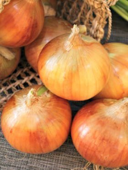 Cebula żółta Polanowska późna 100g