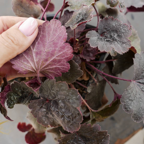 Żurawka ogrodowa Bella Notte (C2)