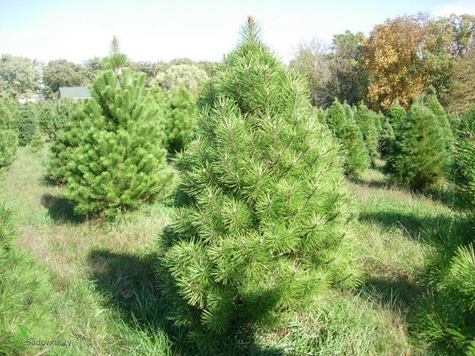 Sosna czarna 80-140 cm