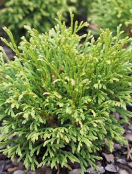 Thuja Tuja Żywotnik zachodni 'Green Bubble'