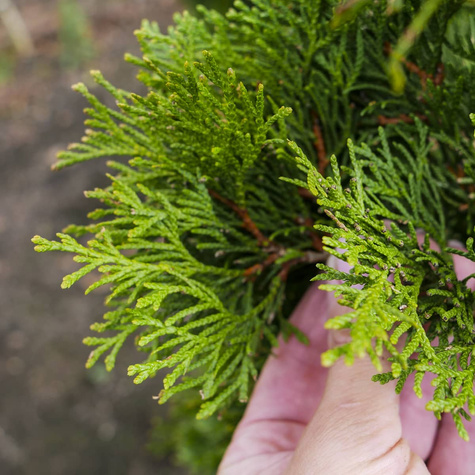 Thuja Tuja Żywotnik Smaragd Zielona zimą C2