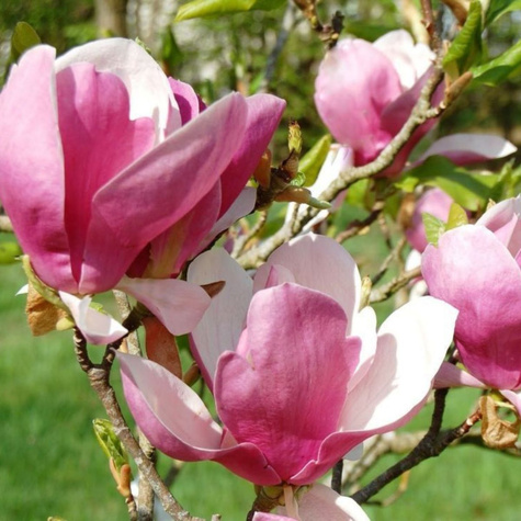 Magnolia Soulange'a Alexandrina (C2)
