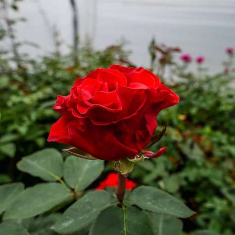 Róża wielkokwiatowa CEGLASTA