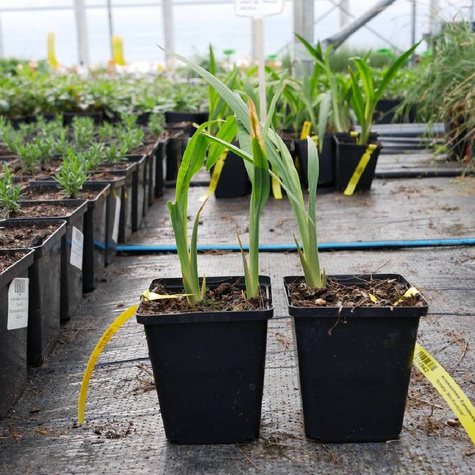 Krokosmia Cynobrówka Emily McKenzie (C2)