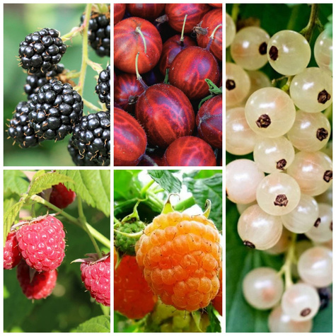 Zestaw Krzewów Owocowych Słodki Ogródek Malucha Plant Pack