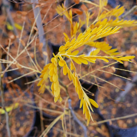Glediczja trójcierniowa Sunburst (C2)