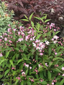 Żylistek różowy Grandiflora (P9)