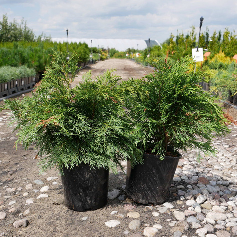 Cyprysik lawsona Globosa (C2)